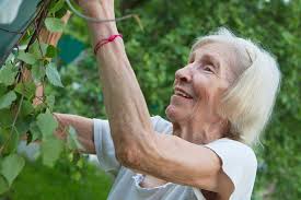 Der streit am gartenzaun schwelt schon seit längerem. Die Alte Dame Oma Garten Kostenloses Foto Auf Pixabay