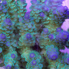 Image result for Acrotome tenuis