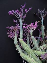 Image result for Rungia