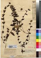 Image result for Cyanotis foecunda