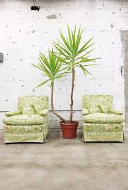 Image result for Yucca