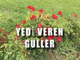 yedi veren guller youtube youtube guller