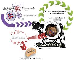 National antibiotic guidelines full version blood borne infections as of. Frontiers Antimicrobial Resistance Its Surveillance Impact And Alternative Management Strategies In Dairy Animals Veterinary Science