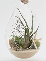 Amazon Com Nautical Air Plant Terrarium With Sea Fan Moss Sea Shells And Hemp Rope Grocery Gourmet Food Air Plants Air Plants Decor Air Plant Garden