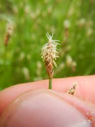 Image result for Lipocarpha nana