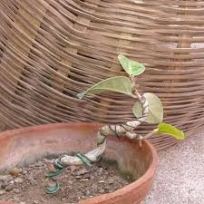 Image result for Ficus chirindensis