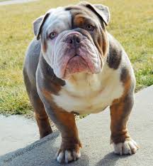 Quickly find animal shelter phone number, directions & services (indianapolis, in). Baggy Bulldogs Timeline Photos Facebook Bulldog Breeds Dog Training Bulldog