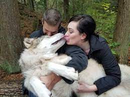 Found This Cutie When Looking For Human Wolf Size Comparison Pics Https Ift Tt 2mzlhch Pet Wolf Dog Kisses Work With Animals