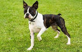 Boston terrier puppies and dogs in massachusetts cities. Boston Terrier Dogs And Puppies Guide Dog Breed Information