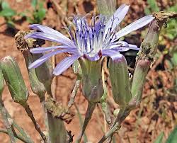 Image result for Bonatea pulchella