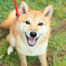犬目線でわかった犬が吠える理由 吠えるのをやめさせるには いぬのきもちweb magazine 犬 犬のしつけ いぬ