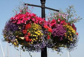 Hanging Flower Baskets 5 Secrets The Pros Use The Garden Glove Plants For Hanging Baskets Hanging Flower Baskets Hanging Plants