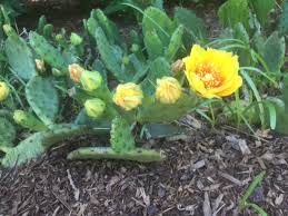 There, according to theophrastus, an edible plant grew which could be propagated by rooting its leaves. Celery Farm And Beyond Deer Proof Native Plants
