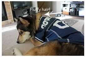A pet's paradise, denver, co. Dog Football Jerseys At Pet Super Store With Our Best Denver Lifestyle Blog Dog Football Jersey Dallas Cowboys Dog Dogs