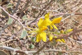 Image result for Adenolobus pechuelii