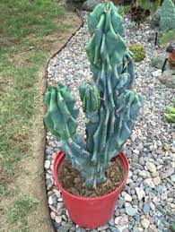 Since 1972, cactus flower florists has been delivering flowers and gifts throughout the phoenix metro area. 640 Cactus Ideas Cactus Cacti And Succulents Planting Succulents