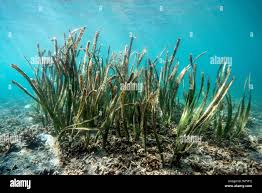 Image result for Enhalus acoroides