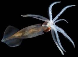 Image result for Siphonochilus brachystemon