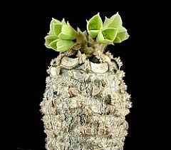 Image result for Euphorbia pseudopetiolata