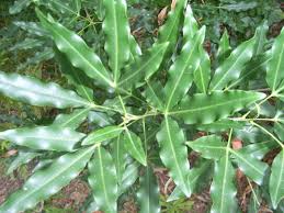 Image result for Vepris