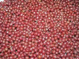Or maybe we just have more trees now, but at any rate, i had a lot of berries for several. Autumn Olive Jam The Druid S Garden