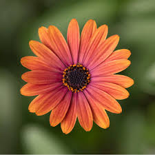 Image result for Osteospermum ecklonis