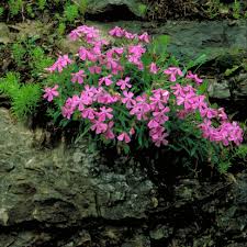 Image result for Silene
