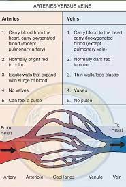 Veins Vs Arteries Medical Anatomy Medical Facts Nursing School Notes