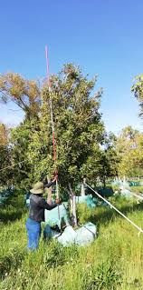 Image result for Rapanea melanophloeos