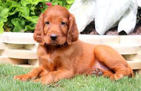 Minimum of 25 dogs earning titles with a minimum of 15 being prefix titles. Betsy Irish Setter Puppy For Sale Keystone Puppies Irish Setter Puppy Setter Puppies Puppies For Sale