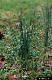 Get rid of slugs and snails on other herbs and plants which may deter snails and slugs include hyssop, chives, garlic, fennel, geraniums, and foxgloves. Wild Garlic Wild Onion Home Garden Information Center