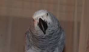 The fastest selling freebird collection of handcrafted, hand finished, quality leather boots & booties, exclusively sold at freebird stores. Your Bird S Health Pet Birds By Lafeber Co