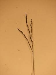 Image result for Digitaria abyssinica