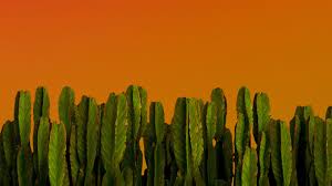Decorate your home, office or apartment with this affordable downloadable print of a cactus on a pink background. Desktop Wallpaper Cactus Green Plants Desert Plants Hd Image Picture Background 2ce985