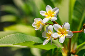 Image result for Plumeria