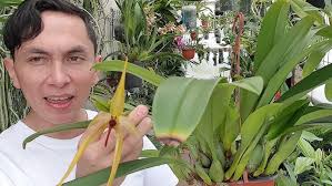 LA IMPORTANCIA DE NO DIVIDIR LAS ORQUIDEAS(SUPERFLORACIONES)