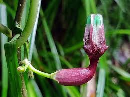 Image result for Ceropegia speciosa