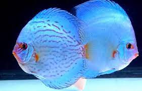 If you've had some experience caring for fishes, i'd say get them. Golden State Discus On Twitter The Brilliant Turquoise And Blue Diamond Https T Co Crlgb0ax8f Discus Fish Aquarium Exotic Fish