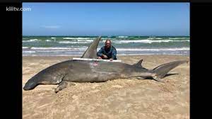 Corpus christi fc is an american soccer club based in corpus christi, texas, that competes in the mid south division of the usl league two. 14 Foot Hammerhead Caught By Corpus Christi Fisherman Kiiitv Com