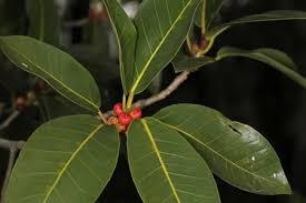 Image result for Ficus fischeri