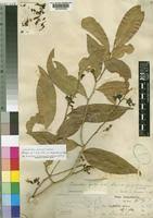 Image result for Carpolobia goetzei