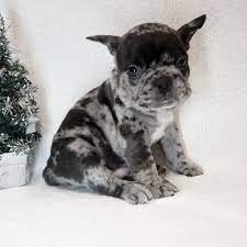 We are offering the french bulldog puppies in a variety of colors in texas. French Bulldog Puppies Texas Killeen Tx Pets Lovers