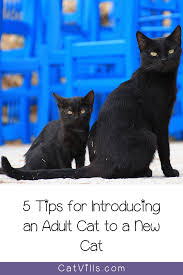 5 Tips For Introducing An Adult Cat To A New Cat Cats Cats Kittens News