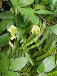 Image result for Macrotyloma