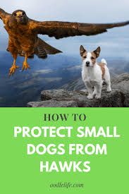 A hawk can't lift a full grown chicken, much less small dogs or babies. How To Protect Small Dogs From Hawks And Owls Oodle Life