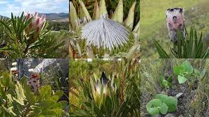 Image result for Protea welwitschii