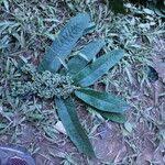 Image result for Pauridiantha