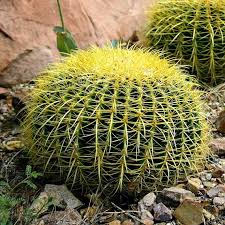 They have roots close to the soil surface that quickly collect the fishhook barrel cactus has prominent ribs, is heavily armed with spines, and has central spines curved like a fishhook. Golden Barrel Cactus Seeds Echinocactus 25 Seeds Easy To Grow Indoors Or Out Drought Tolerant Neat Housep Golden Barrel Cactus Cactus Seeds Barrel Cactus