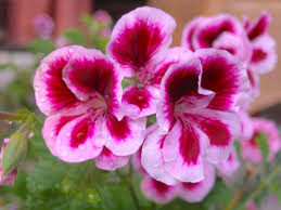 What care do geraniums planted in flower beds need during winter? Geraniums Pelargoniums Care And Tips Mygarden Com