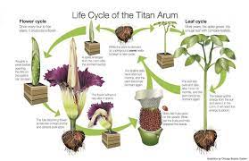 15 Beautiful Botanical Gardens Corpse Flower Photos Garden Flower Gardenflowery Com Corpse Flower Titan Arum Amorphophallus Titanum